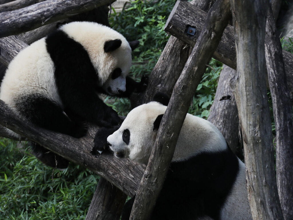 Beijing Offers 2 New Pandas to Australia