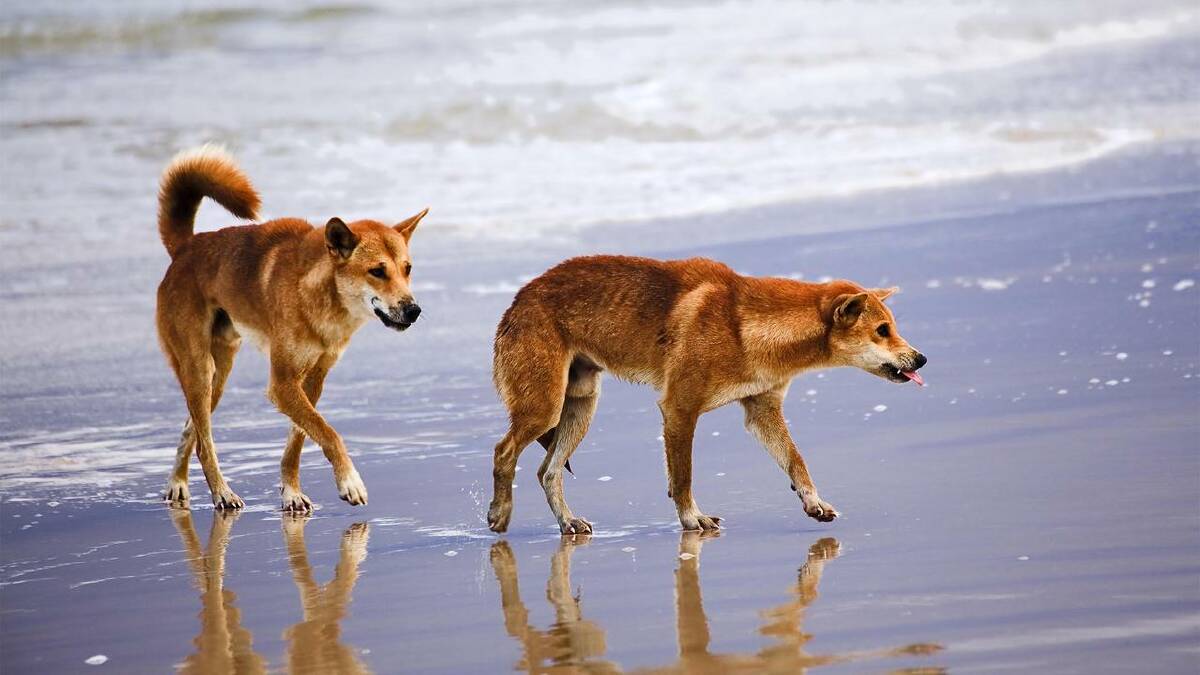 Dingo Attack on Kgari: Four-Year-Old Girl Airlifted to Hospital