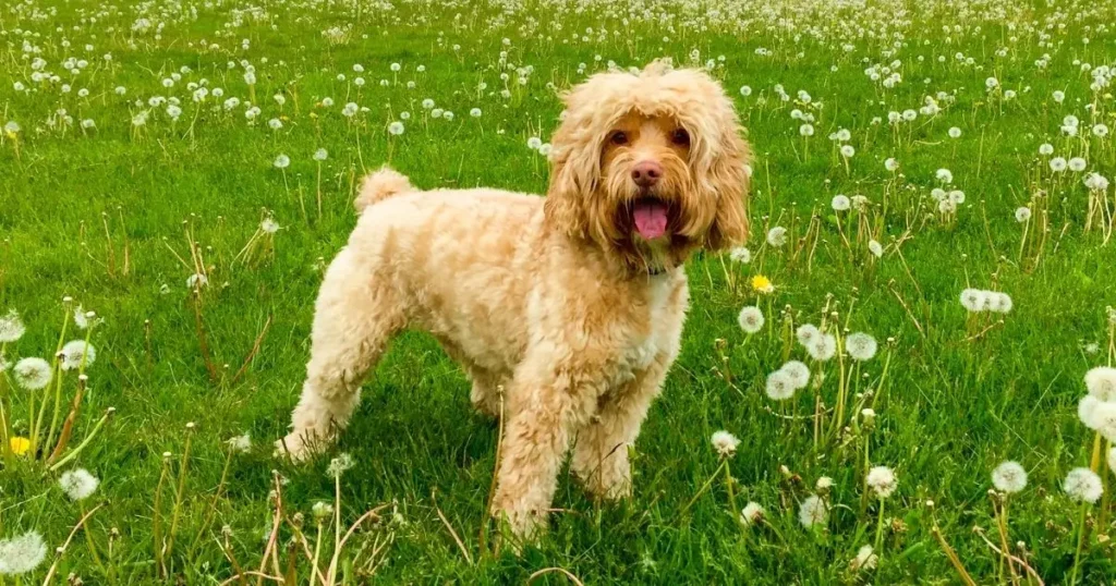 Spoodle (Spaniel x Poodle)