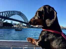 dog in sydney